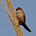 Common Waxbill (Estrilda astrild) Alan Prowse